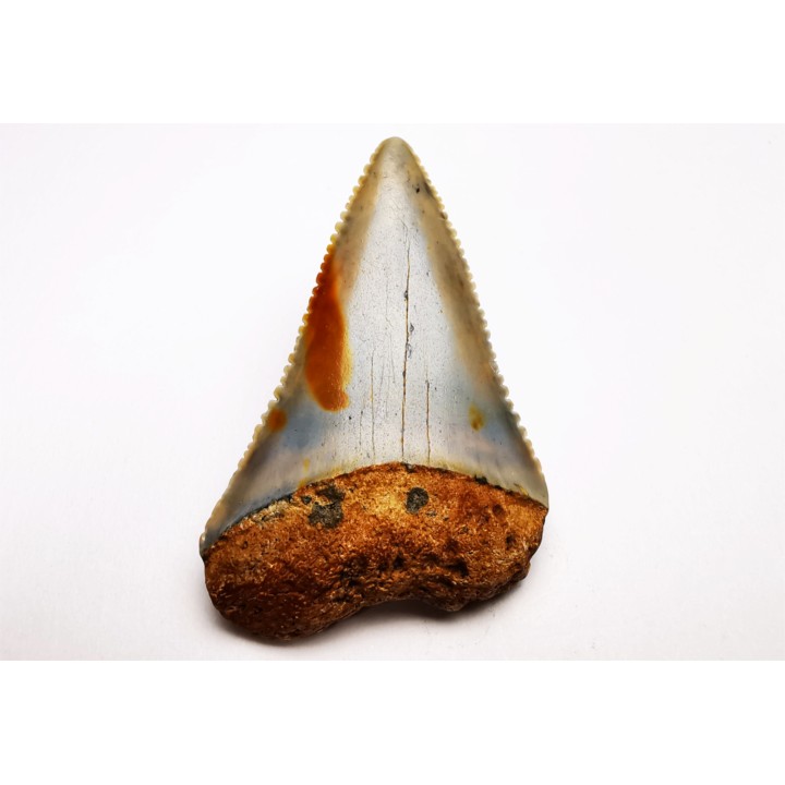 Fossil tooth of Great white shark: Carcharodon carcharias