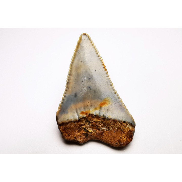 Dent fossile du GRAND REQUIN BLANC : Carcharodon carcharias