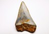 Dent fossile du GRAND REQUIN BLANC : Carcharodon carcharias