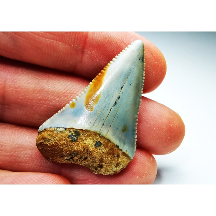 Dent fossile du GRAND REQUIN BLANC : Carcharodon carcharias
