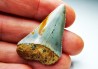 Dent fossile du GRAND REQUIN BLANC : Carcharodon carcharias
