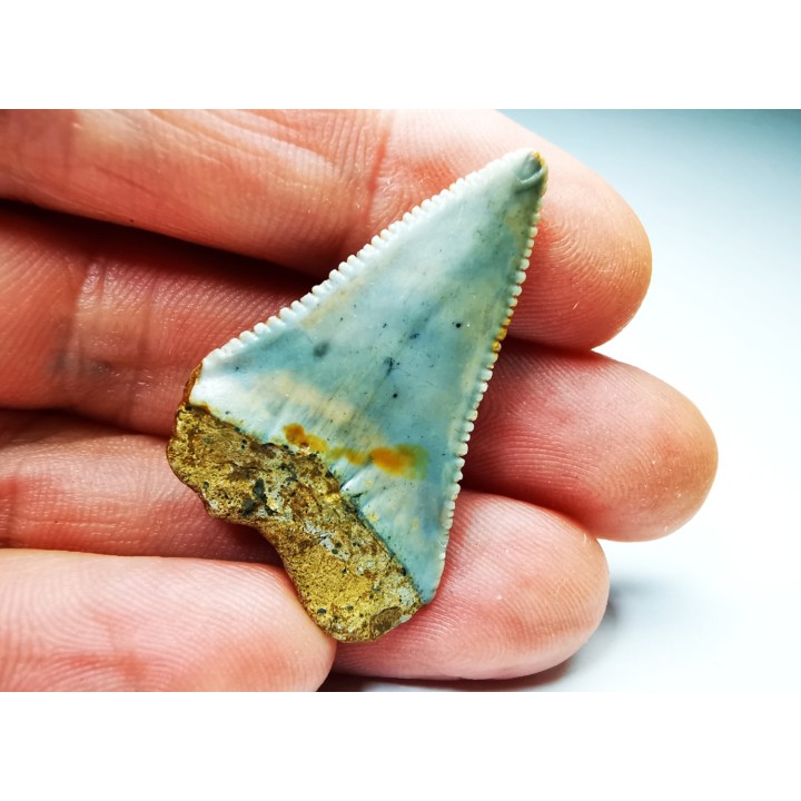Dent fossile du GRAND REQUIN BLANC : Carcharodon carcharias
