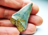 Fossil tooth of Great white shark: Carcharodon carcharias
