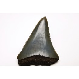 Fossil tooth of Great white shark: Carcharodon carcharias
