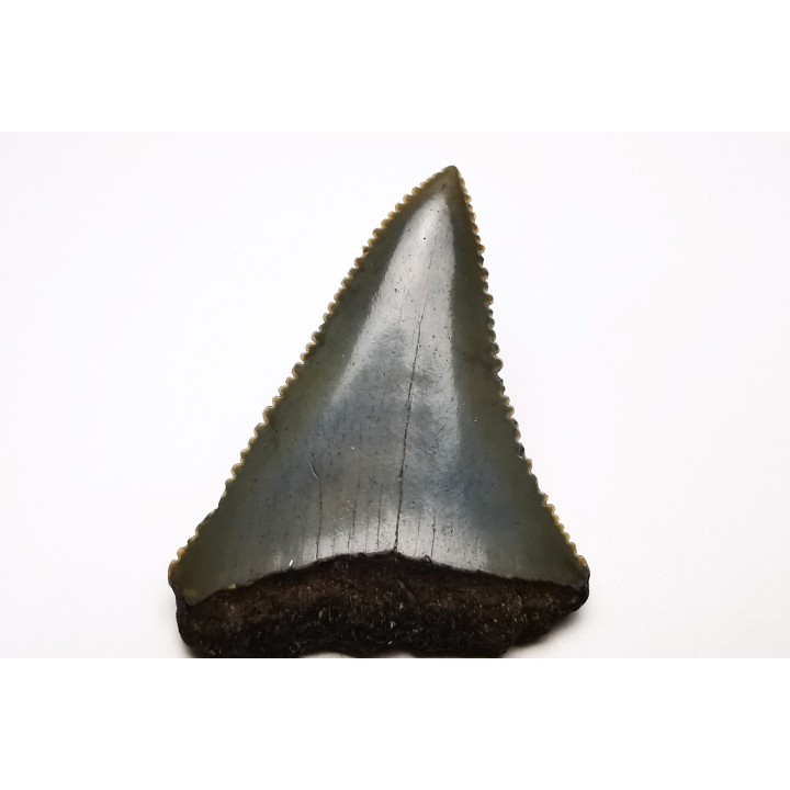 Fossil tooth of Great white shark: Carcharodon carcharias