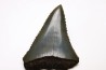 Dent fossile du GRAND REQUIN BLANC : Carcharodon carcharias