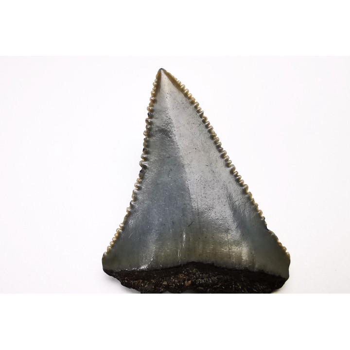 Fossil tooth of Great white shark: Carcharodon carcharias