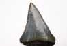 Dent fossile du GRAND REQUIN BLANC : Carcharodon carcharias