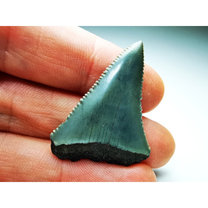 Dent fossile du GRAND REQUIN BLANC : Carcharodon carcharias