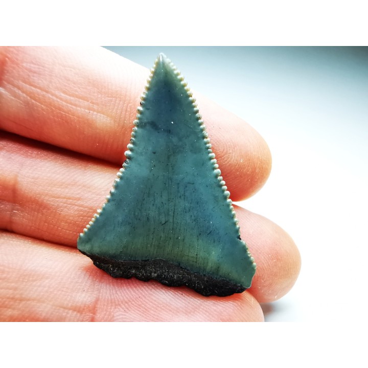 Dent fossile du GRAND REQUIN BLANC : Carcharodon carcharias