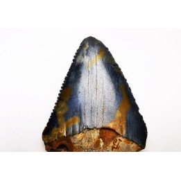 Dent fossile du GRAND REQUIN BLANC : Carcharodon carcharias
