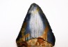 Dent fossile du GRAND REQUIN BLANC : Carcharodon carcharias