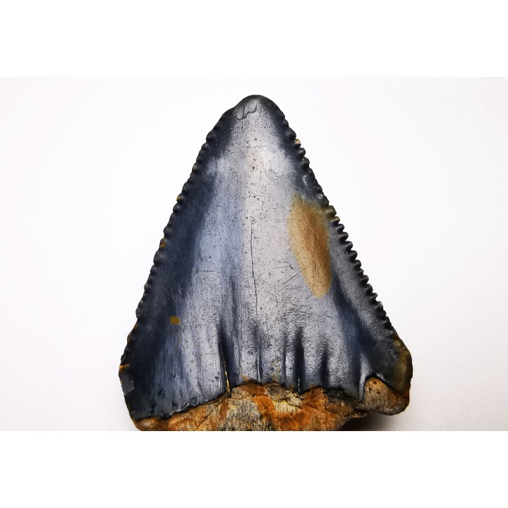 Fossil tooth of Great white shark: Carcharodon carcharias