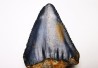 Dent fossile du GRAND REQUIN BLANC : Carcharodon carcharias