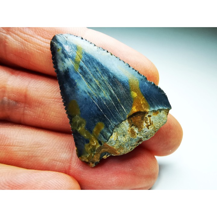 Fossil tooth of Great white shark: Carcharodon carcharias