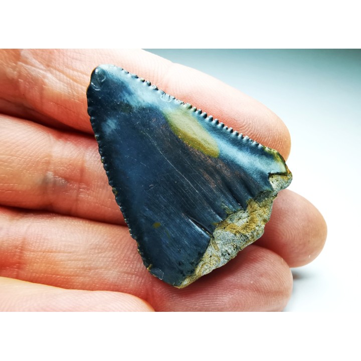 Fossil tooth of Great white shark: Carcharodon carcharias