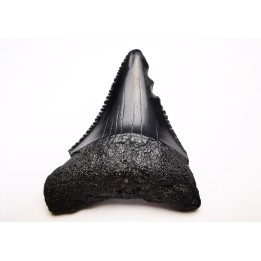 Dent fossile du GRAND REQUIN BLANC : Carcharodon carcharias