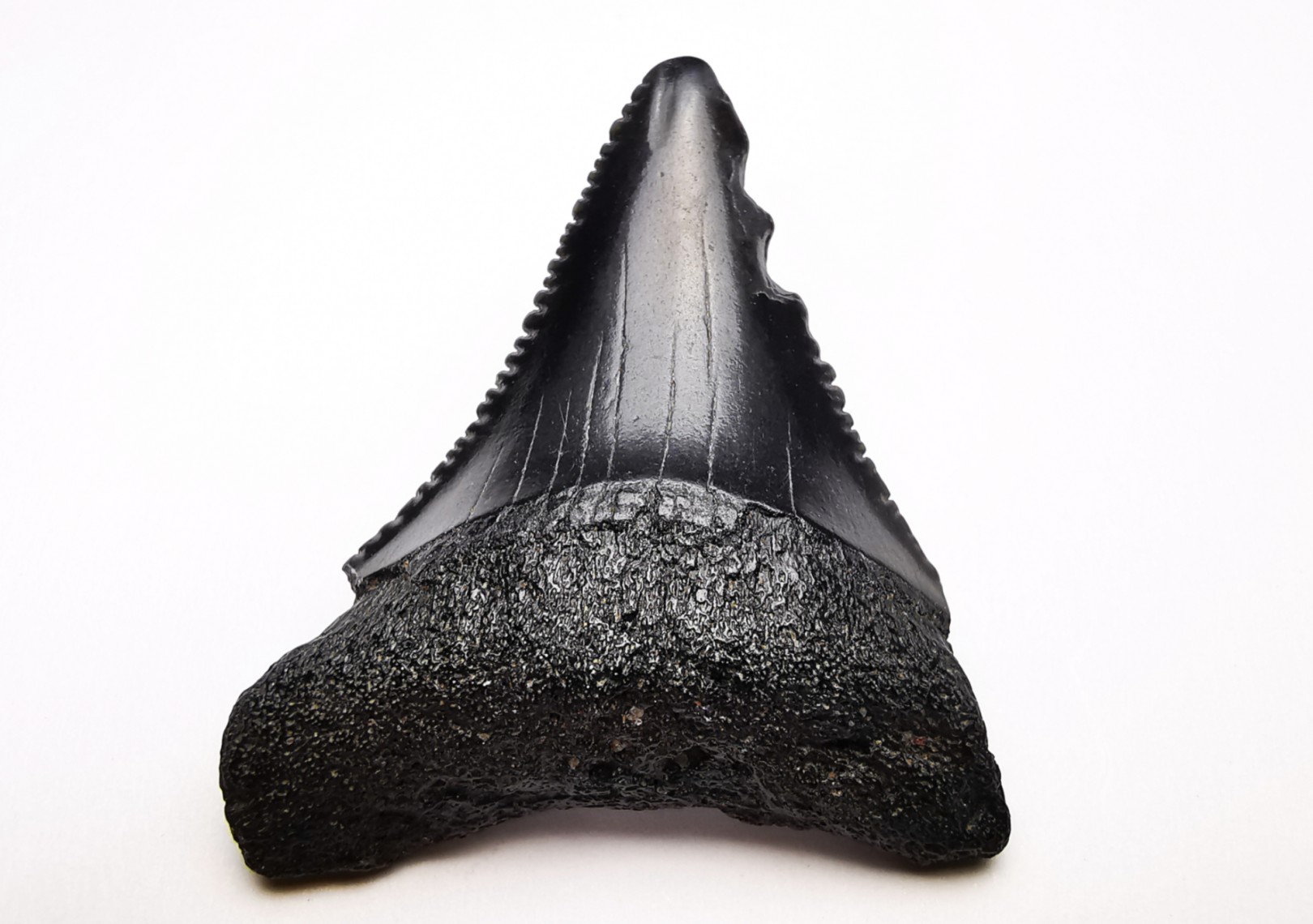 Fossil tooth of Great white shark: Carcharodon carcharias
