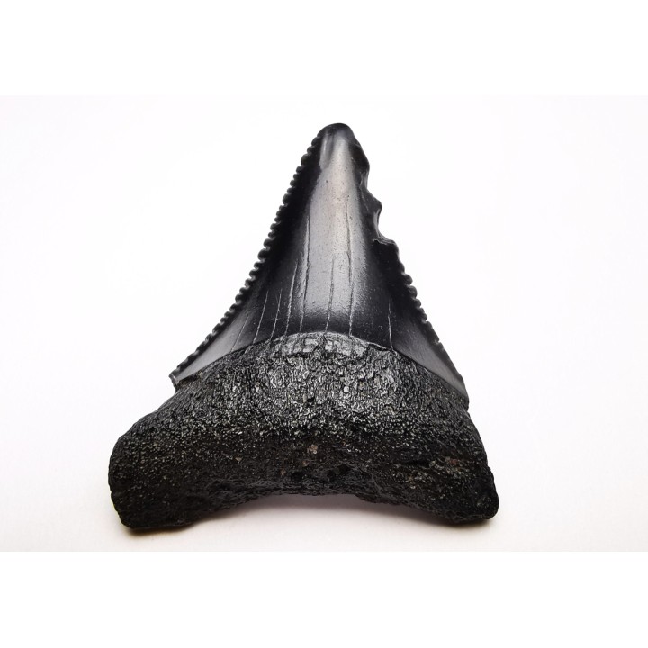 Fossil tooth of Great white shark: Carcharodon carcharias