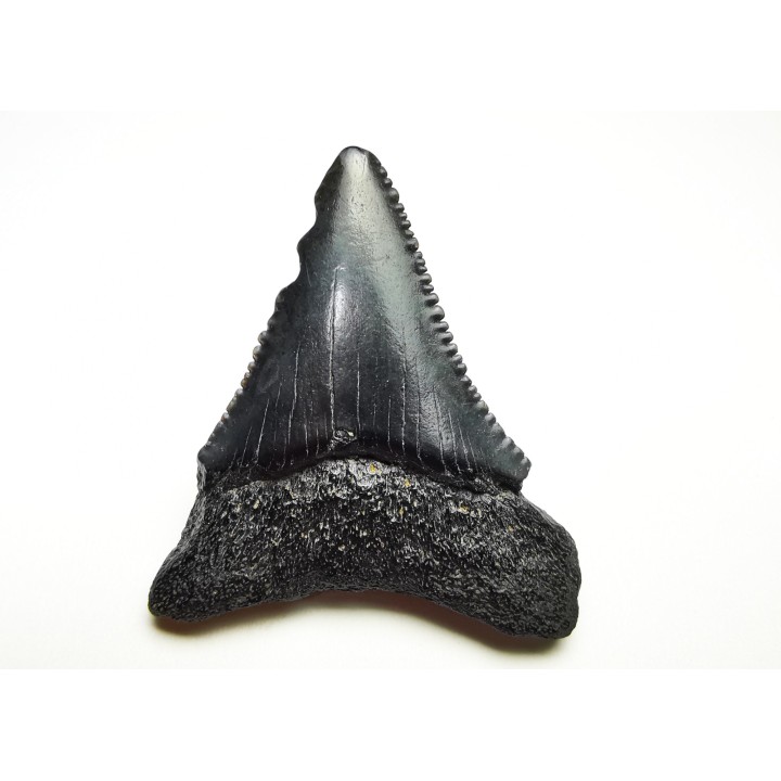 Fossil tooth of Great white shark: Carcharodon carcharias