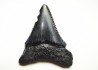 Fossil tooth of Great white shark: Carcharodon carcharias