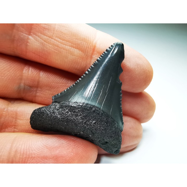 Fossil tooth of Great white shark: Carcharodon carcharias