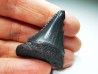 Dent fossile du GRAND REQUIN BLANC : Carcharodon carcharias