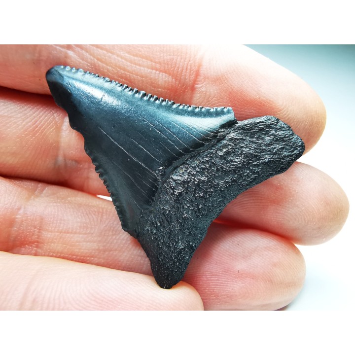 Fossil tooth of Great white shark: Carcharodon carcharias