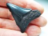 Dent fossile du GRAND REQUIN BLANC : Carcharodon carcharias