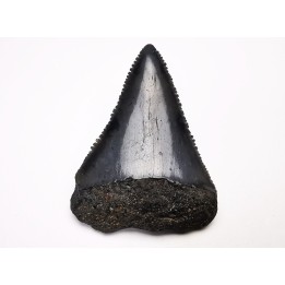 Dent fossile du GRAND REQUIN BLANC : Carcharodon carcharias