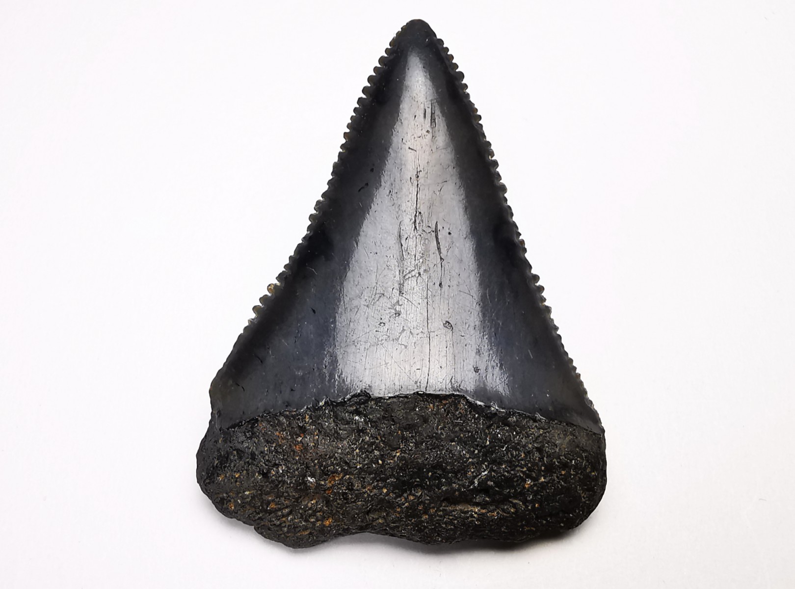 Fossil tooth of Great white shark: Carcharodon carcharias