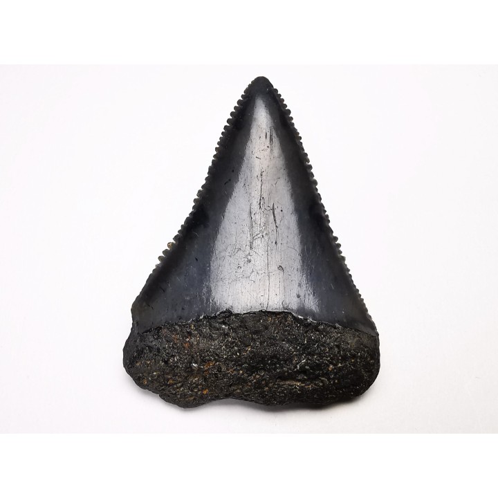 Dent fossile du GRAND REQUIN BLANC : Carcharodon carcharias