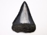 Fossil tooth of Great white shark: Carcharodon carcharias