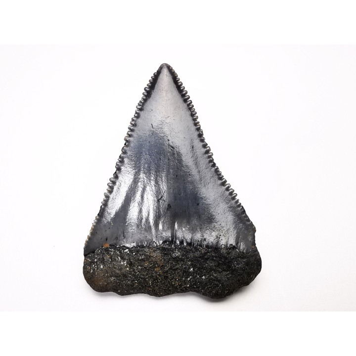 Dent fossile du GRAND REQUIN BLANC : Carcharodon carcharias