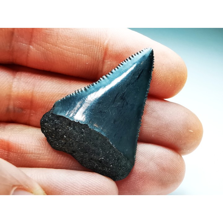 Dent fossile du GRAND REQUIN BLANC : Carcharodon carcharias