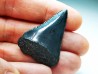 Dent fossile du GRAND REQUIN BLANC : Carcharodon carcharias