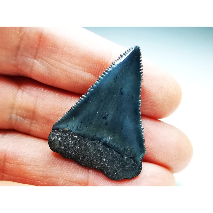 Fossil tooth of Great white shark: Carcharodon carcharias