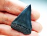 Fossil tooth of Great white shark: Carcharodon carcharias