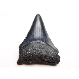Dent fossile du GRAND REQUIN BLANC : Carcharodon carcharias