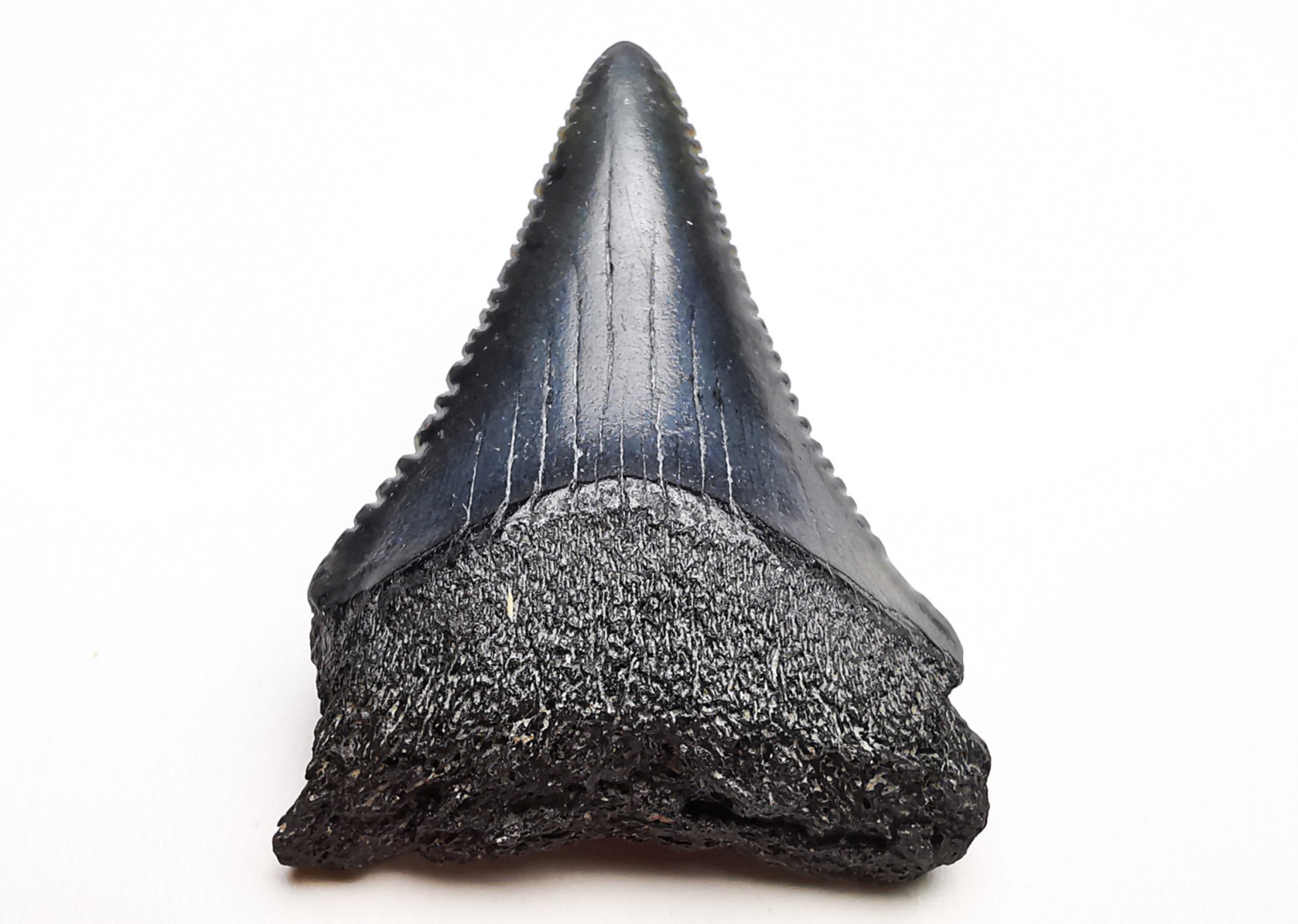 Fossil tooth of Great white shark: Carcharodon carcharias