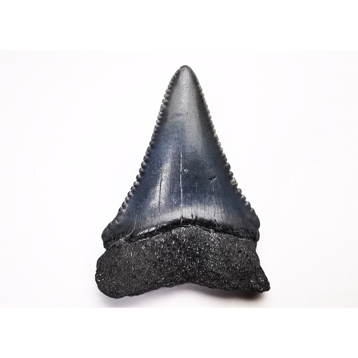 Dent fossile du GRAND REQUIN BLANC : Carcharodon carcharias