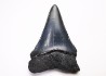 Dent fossile du GRAND REQUIN BLANC : Carcharodon carcharias