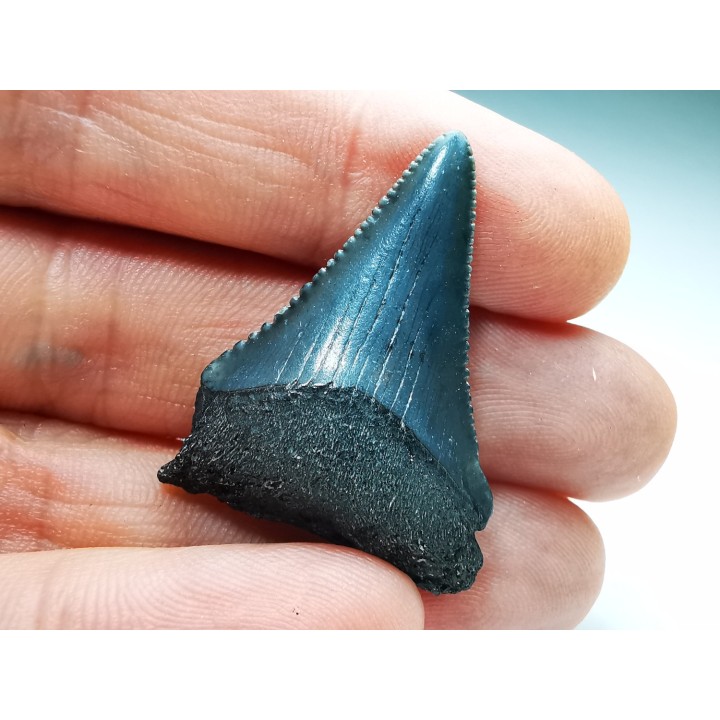 Fossil tooth of Great white shark: Carcharodon carcharias