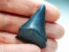 Dent fossile du GRAND REQUIN BLANC : Carcharodon carcharias