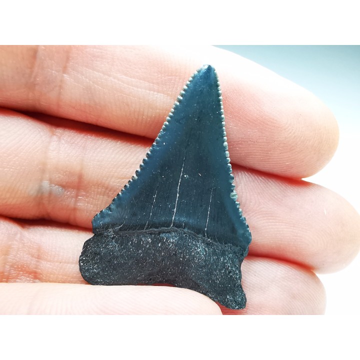 Fossil tooth of Great white shark: Carcharodon carcharias