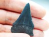 Dent fossile du GRAND REQUIN BLANC : Carcharodon carcharias