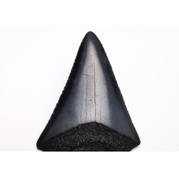 Dent fossile du GRAND REQUIN BLANC : Carcharodon carcharias