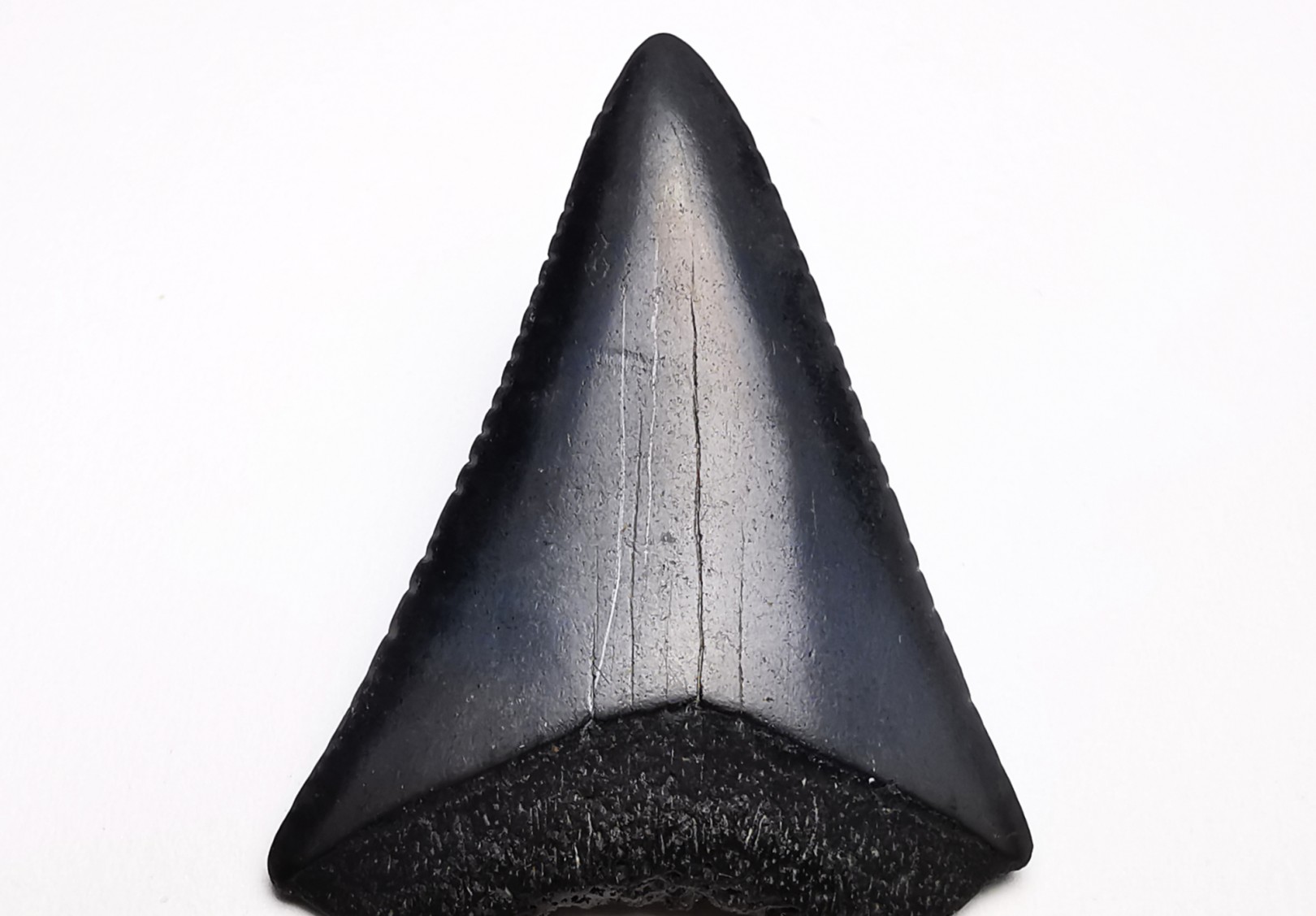 Fossil tooth of Great white shark: Carcharodon carcharias