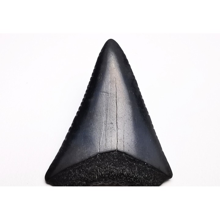 Dent fossile du GRAND REQUIN BLANC : Carcharodon carcharias