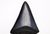 Fossil tooth of Great white shark: Carcharodon carcharias